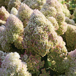 Hydrangea paniculata Diamantino