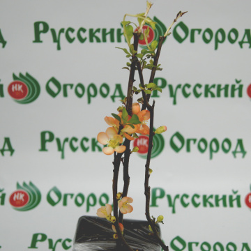 Стандарт поставки 5 Айва великолепная Камео