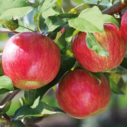 Honeycrisp jabloň (trpaslík)
