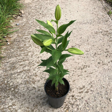 Стандарт поставки 19 Лилия Мисс Пекулиар