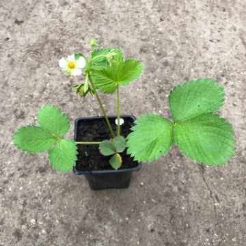 Стандарт поставки 14 Земляника Гигантский деликатес