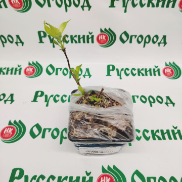 Стандарт поставки 2 Гортензия метельчатая Октобе Брайд (горшок р9)