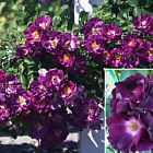 Роза Найт Оул