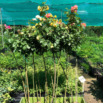 Стандарт поставки 2 Роза штамбовая Аква Стандарт поставки 2 Роза штамбовая Аква