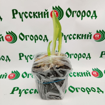 Стандарт поставки 5 Хоста Катерина