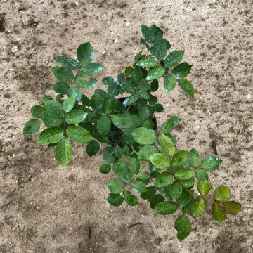 Стандарт поставки 11 Роза Розариум Ютерсен