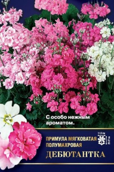 Примула Дебютантка F1
