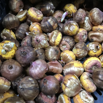 Стандарт поставки 1 Гладиолус И вновь Малика