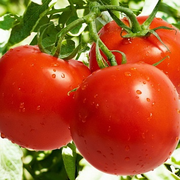 Быстрый рост томатов: что для этого нужно?