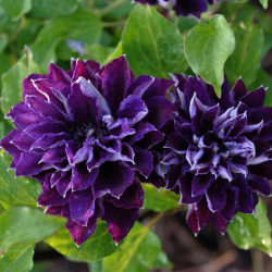 Clematis Shin Shigoku