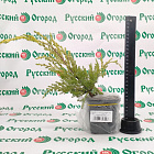 Можжевельник средний Сайбрук Голд
