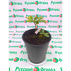 Пион межвидовой Корал Сансет (горшок 4л)