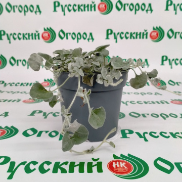 Стандарт поставки 2 Дихондра Серебристый Водопад