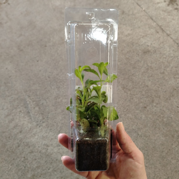 Стандарт поставки 5 Петуния Каскадиас Рим Черри Импрувд