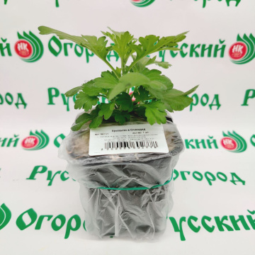 Стандарт поставки 3 Хризантема Сплендид