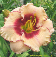 Hemerocallis For Your Eyes Only - купить с доставкой
