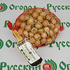 Лук-севок Штутгартер Ризен (Россия)