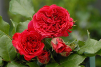 Роза штамбовая Ред Леонардо да Винчи - купить с доставкой
