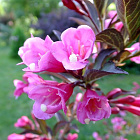 Вейгела цветущая Нана Пурпуреа ( горшок 2 л )