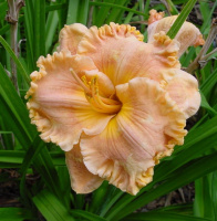 Hemerocallis Spacecoast Passion Released - купить с доставкой