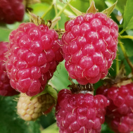 e3d2d0ef5e5420089e8a556911a9dbf3 Малина без шипов как называется