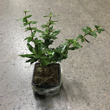 Стандарт поставки 3 Барбарис Джут