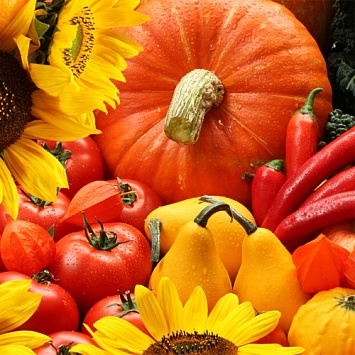Сентябрь: работы в цветнике и в огороде