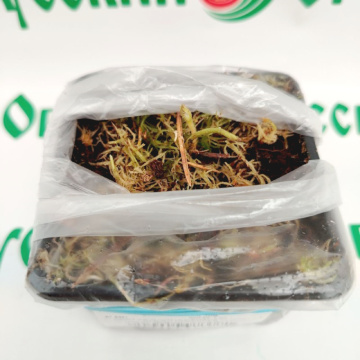 Стандарт поставки 7 Земляника Кабрилло