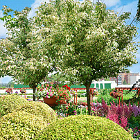 Деревья и кустарники