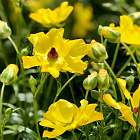 Лютик гибридный Батерфляй Артемида