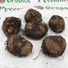 Бегония Махровая алая