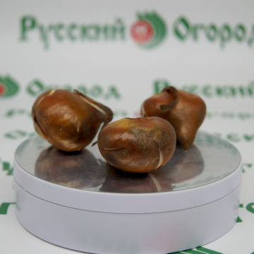 Стандарт поставки 6 Тюльпан Дон Кихот