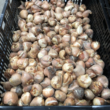 Стандарт поставки 4 Тюльпан Фабио