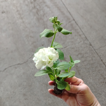 Стандарт поставки 5 Петуния Тумбелина Диана