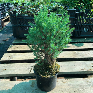 Стандарт поставки 4 Можжевельник китайский Стрикта