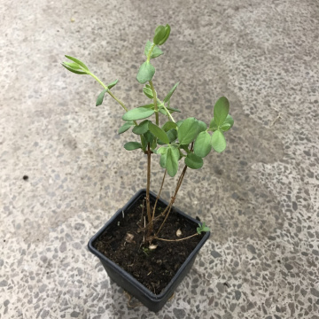 Стандарт поставки 4 Жимолость Аврора