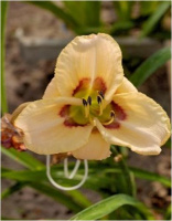 Hemerocallis Keep on Singing - купить с доставкой