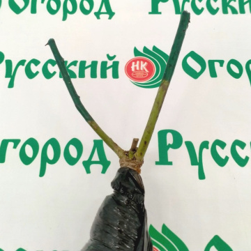 Стандарт поставки 3 Роза Акварель (горшок 4л)