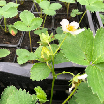 Стандарт поставки 8 Земляника Кабрилло