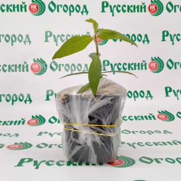 Стандарт поставки 4 Флокс метельчатый Виктория