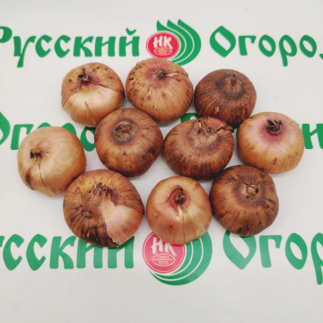 Стандарт поставки 10 Гладиолус Пинк