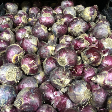 Стандарт поставки 1 Гиацинт Блу Перл