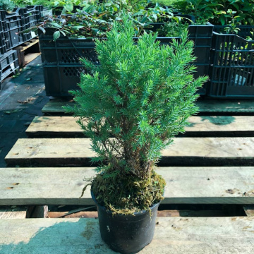Стандарт поставки 6 Можжевельник китайский Стрикта