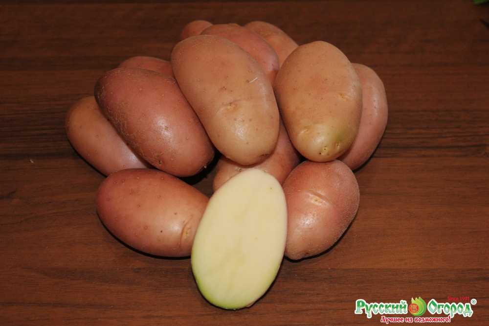 Семеннной Картофель Фаворит купить в Москве и РФ. Описание сорта ...