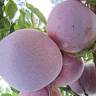 Слива домашняя Озарк Премьер