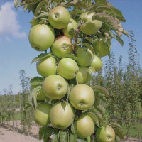 Яблоня колоновидная Икша - купить с доставкой
