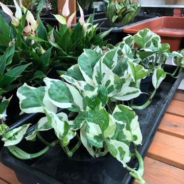 Стандарт поставки 1 Эпипремнум Энджой, D-12