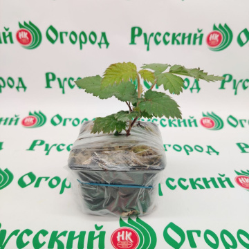 Стандарт поставки 4 Ежевика Блэк Каскад