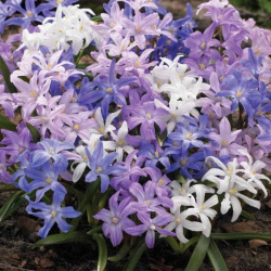 Chionodox Early Birds
