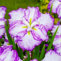 Ирис Диннер Плейт® Тирамису - купить с доставкой
